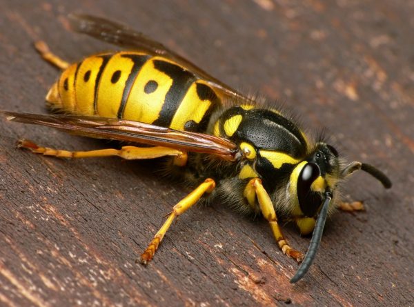 Comment se débarrasser d'un nid de guêpes sous toiture